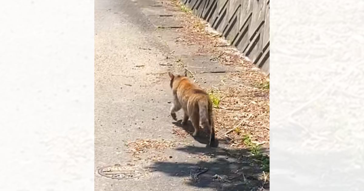 野良の母猫について行ってみたら……子猫の『まさかの様子』と胸が熱くなる『結末』が134万再生「優しい世界」「本当に涙が出る」