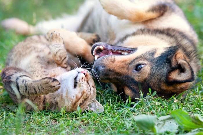 二匹は仲良し♪犬と猫が共同生活するために大切なこと