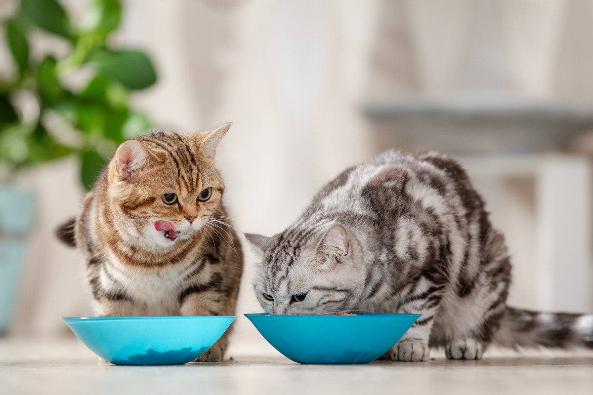 猫には不可欠な『タウリン』ってどんなもの？働きや摂取法、不足した場合のトラブルなどを解説