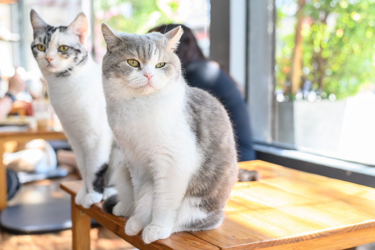 ステキな名前がつけられた『猫の顔まわりの模様』4選　トラ猫の額の“M”、なんていうか知ってますか？