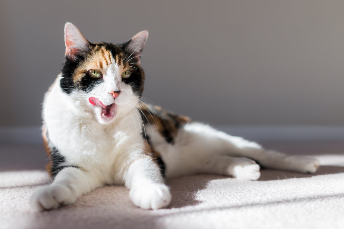 猫の『老化が進行』しているサイン5つ　体に表れる変化やシニア期に必要な準備まで