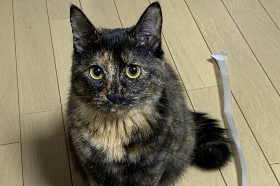 猫が『懐いている人』だけに見せる態度6つ