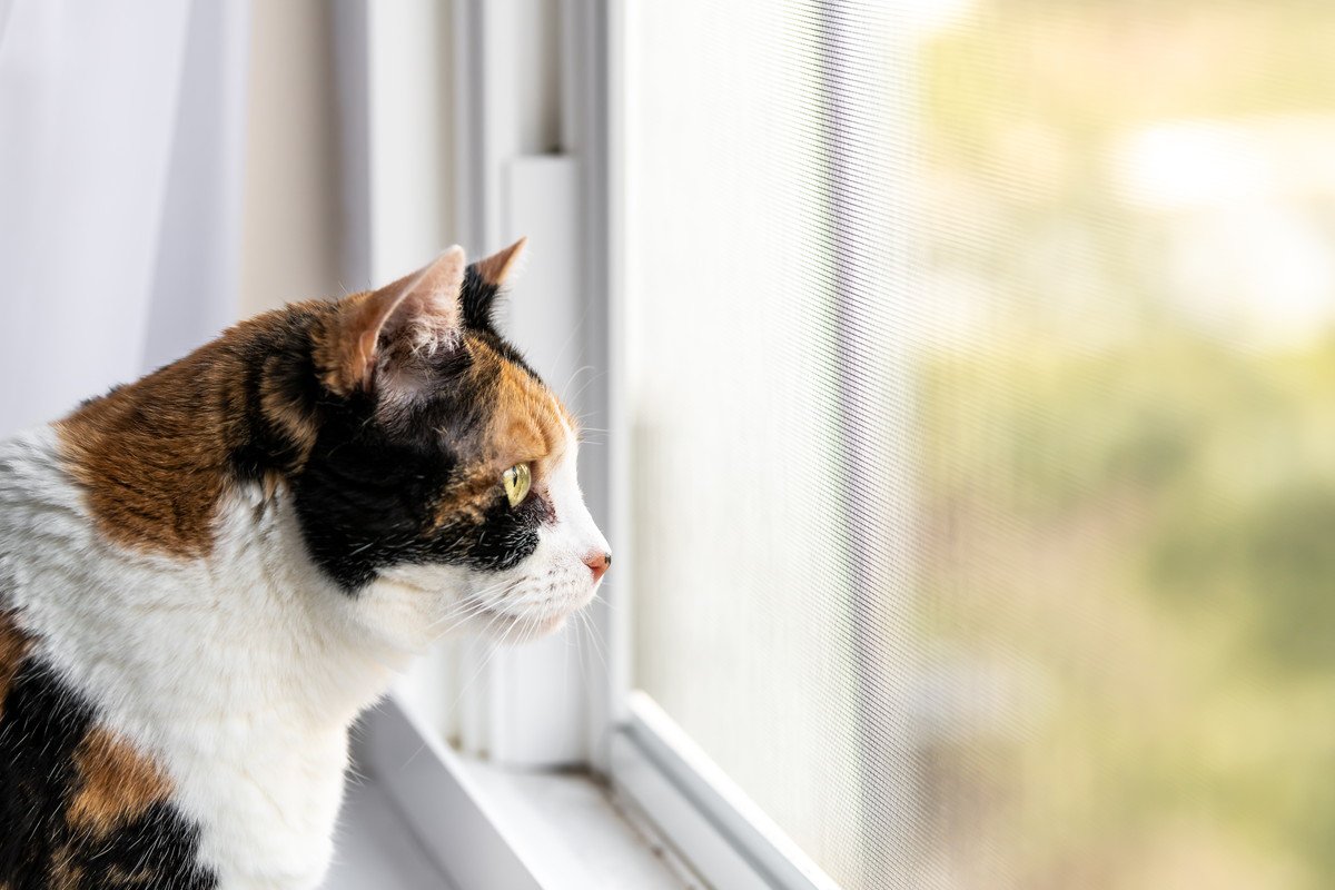 猫が『外ばかり見ている』のは外に出たいから？猫が窓の外をニャルソックするときの気持ち5選