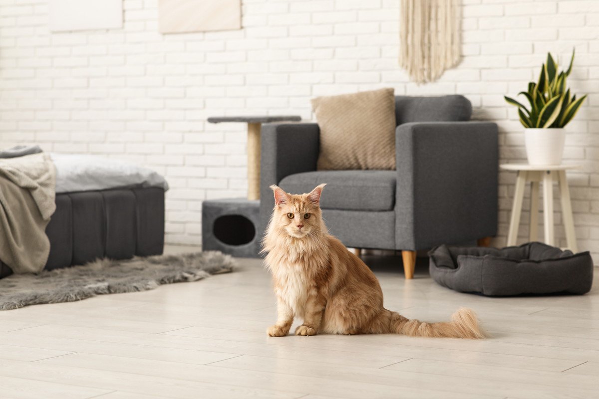 留守中、『猫を預ける』ならどの方法がいい？つの預け方、それぞれのメリット・デメリット	