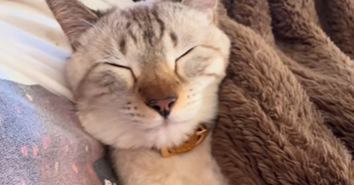 愛猫がお腹の上で寝た結果…飼い主爆笑の『つくしのような光景』が25万再生「シュールすぎて面白いｗ」「涙が出そうになった」と話題