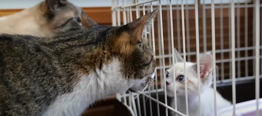 いつでもOK！初対面を果たした猫ちゃん達の様子とは…♡