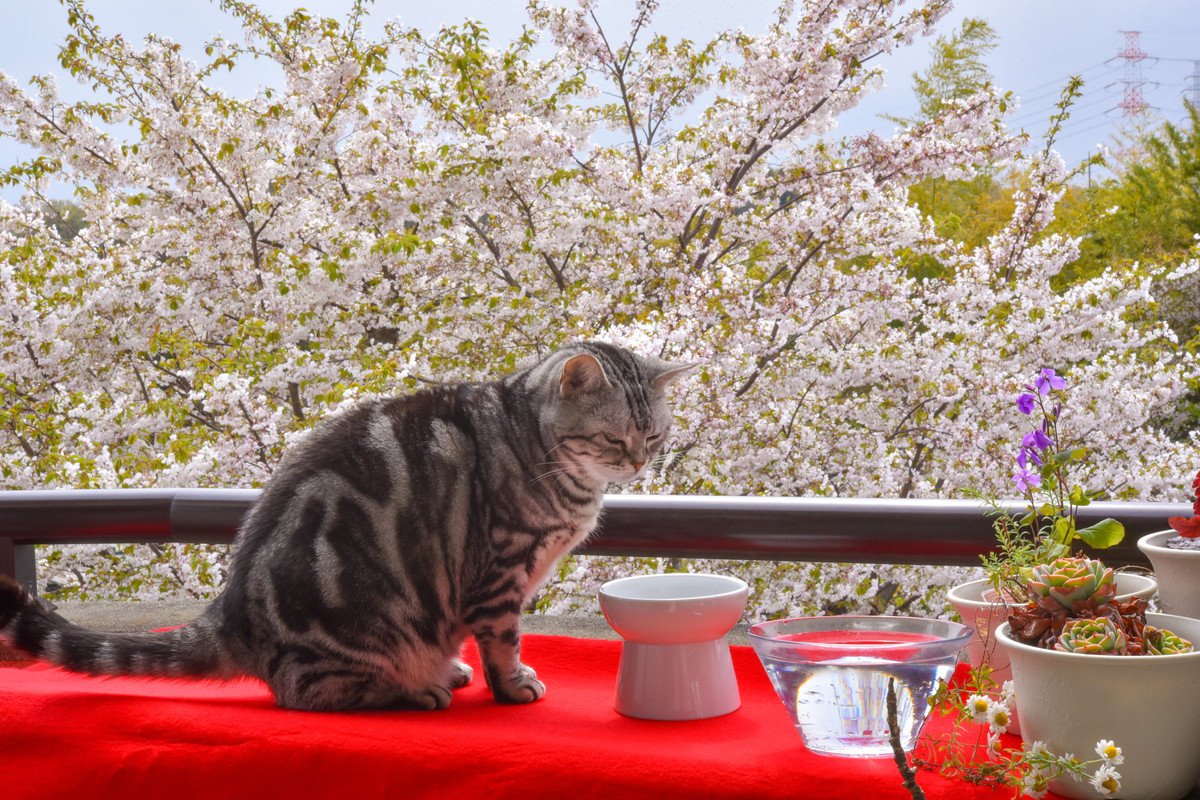 猫にはアブナイ『春の行事』3選　気の緩みで猫を危険な目に合わせないための対策