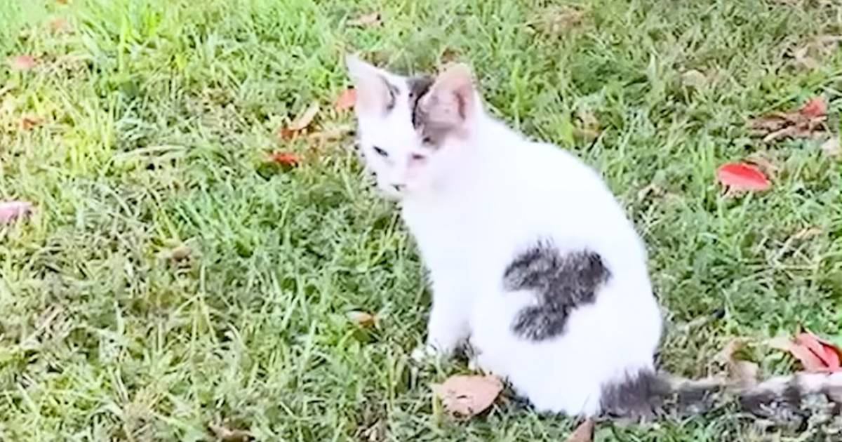 公園にいた目が塞がっている『ボロボロの子猫』を保護→９ヶ月後……"感動の光景"に「泣けて泣けて…」「涙で霞んできた」と10万再生