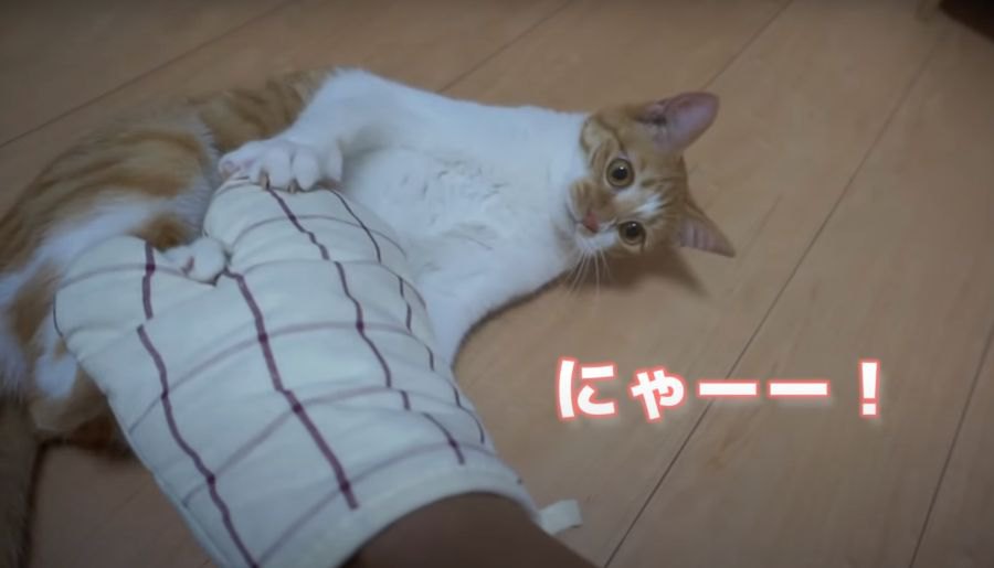 オーブン手袋をつけてなでなで♡猫ちゃんのリアクションは？