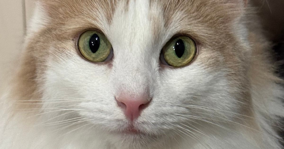 こっそりシンクに入って遊んでいた猫→バレてしまった理由は…床に残された『決定的証拠』に「めっちゃ可愛すぎ」と16万表示