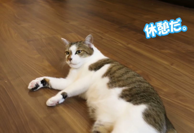 自由！無防備！家猫になった猫さんの日常