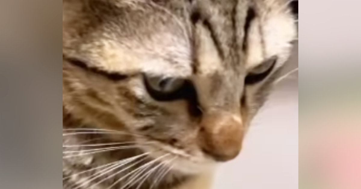『突然ご飯を食べなくなった猫』→顔をよく見てみたら…『驚きの光景』が84万再生「なかなかの貫禄」「笑い話で済んで良かった」と話題