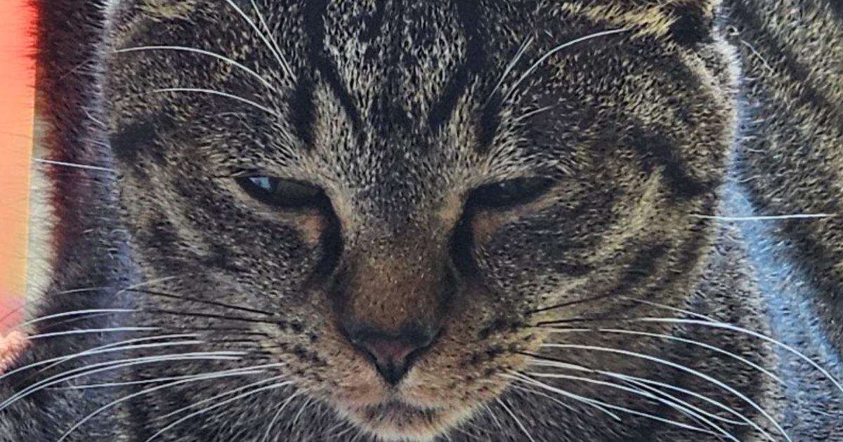 玄関で『香箱座り』をしていた猫…違和感がすごすぎる『まさかのフォルム』に2万いいね「まるでスフィンクス」「落ち着けるのかな」