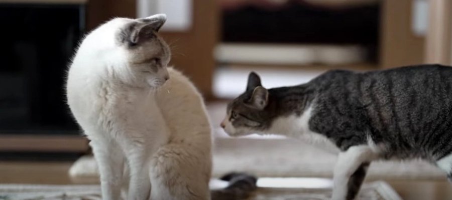 歳の差なんて気にしニャい！猫ちゃんのフリースタイル交流会