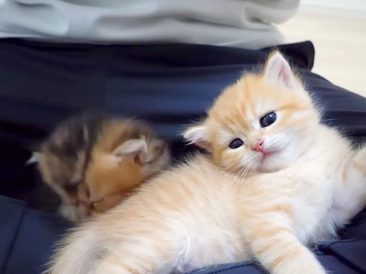 ぬいぐるみのような子猫→膝の上でくつろぎはじめ…愛おしくて『ずっと見ていたくなる光景』が11万再生「信頼してくれてる証」「天使のよう」