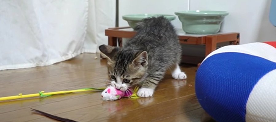 小さくても立派！ハンター子猫ちゃん♡