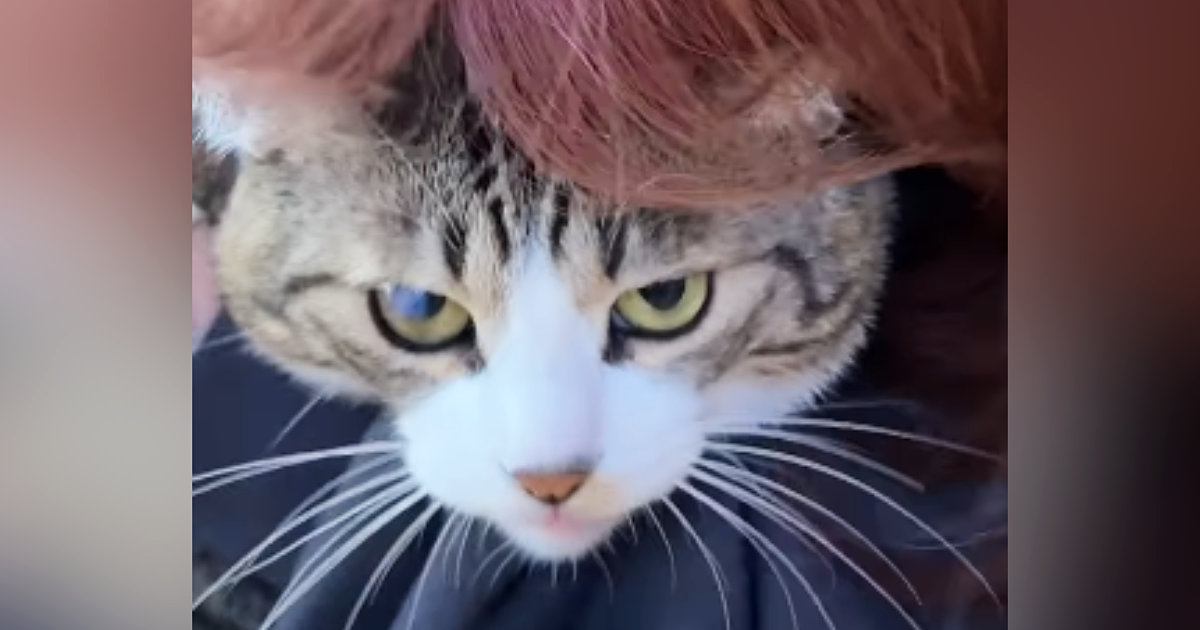 猫のことを後ろから『ギュー』と抱きしめたら…『怒り方』が可愛すぎると39万再生「わかってるけどやっちゃうｗ」「まんざらでもなさそうｗ」