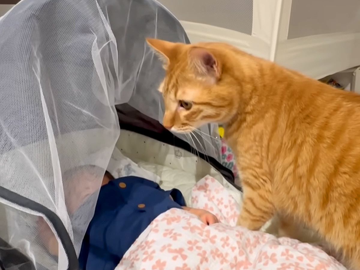 赤ちゃんと初めて出会った猫２匹→心配で見ていたら…予想外の『素敵すぎる対応』に「守るべき存在ってわかるんだね」「距離を取る姿に感動」