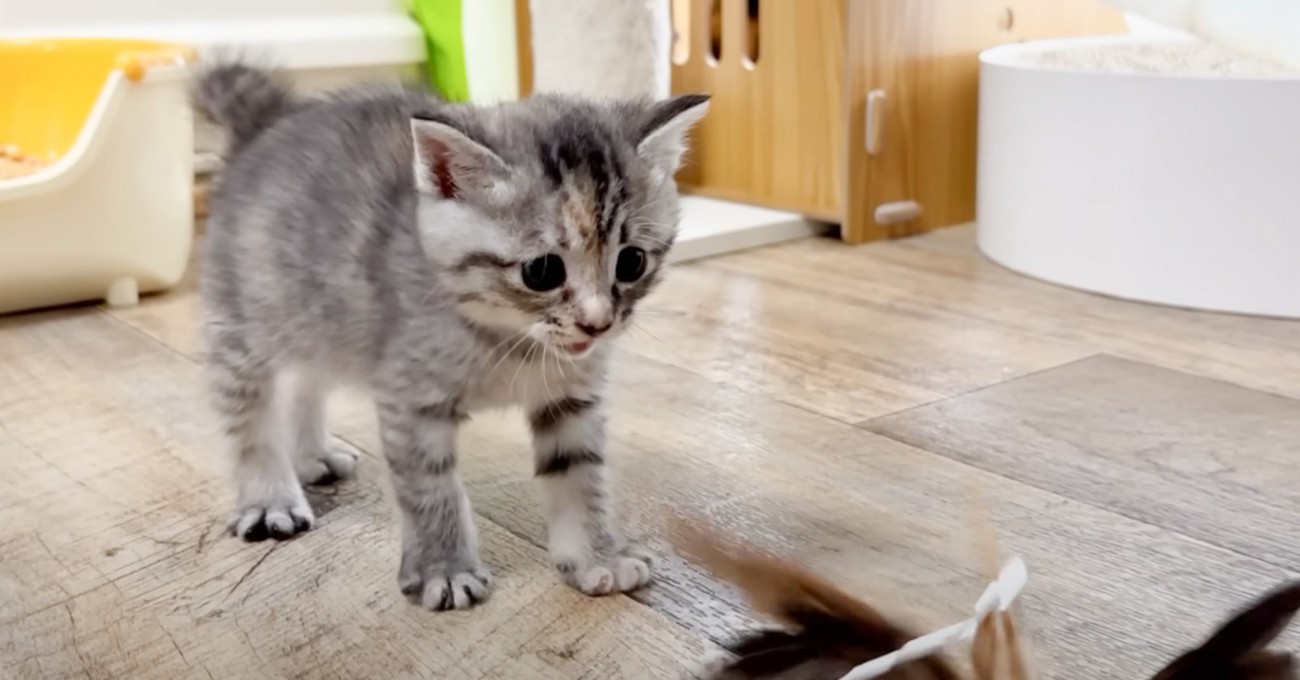 子猫が『はじめての猫じゃらし』を見た結果…思わずとってしまった『可愛すぎる行動』が19万3000再生「見入った」「頭から離れない」