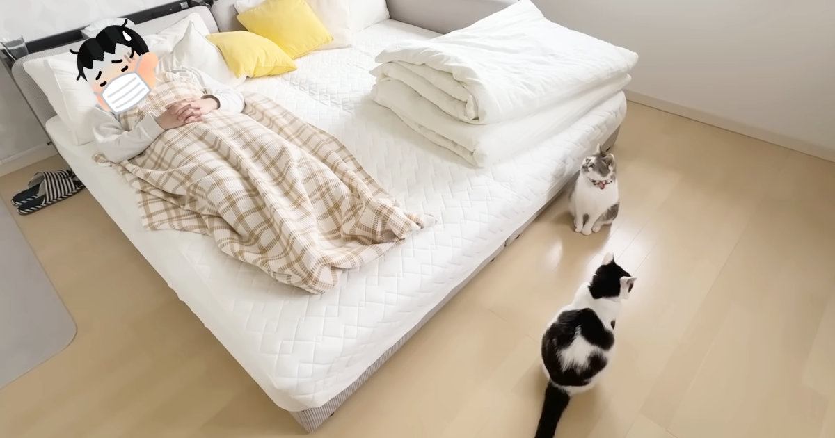 パパが風邪で寝込んでいると…猫たちが見せた『優しさ溢れる行動』にほっこりする人が続出「温かい気持ちになった」「心配なんだね」