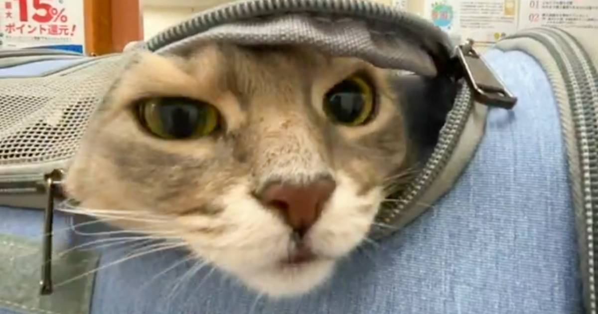 『動物病院』に連れてこられた猫→キャリーバッグからそっと顔を出して…微笑ましすぎる光景が63万表示「めっちゃ好き」「可愛い」