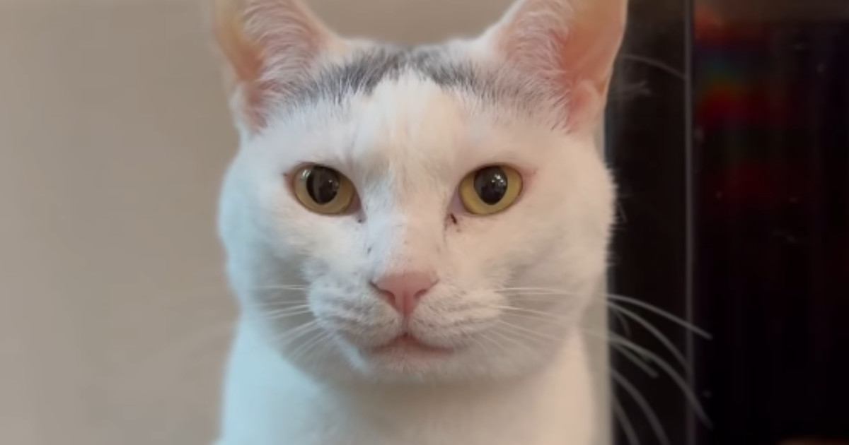 猫に『ウナーして』と声をかけてみると…たまらなく可愛い『やり取り』が36万再生「幸せな気持ちになった」「お付き合いしてくれて羨ましい」