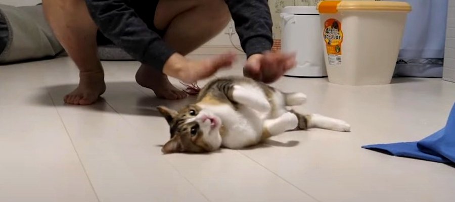 トイレハイ？猫ちゃん喜びのうにゃうにゃ♡