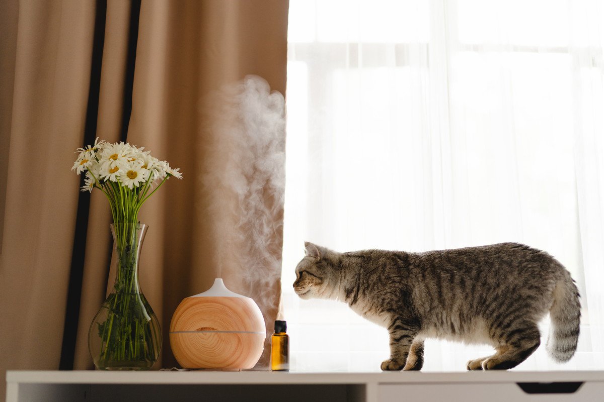 猫が生理的に受け付けない『大嫌いなもの』4選とその理由　体質や習性から来る“イヤ”を見逃さないで