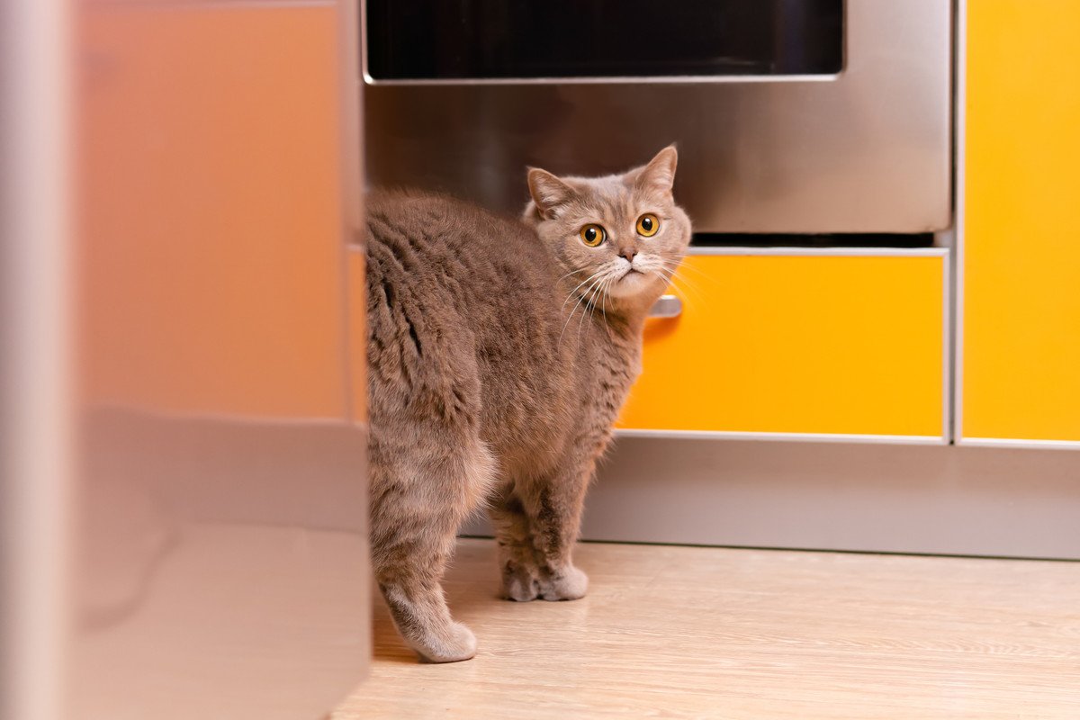 猫が『困ったスプレー行為』をしてしまう5つの理由　やめさせるための対処法も