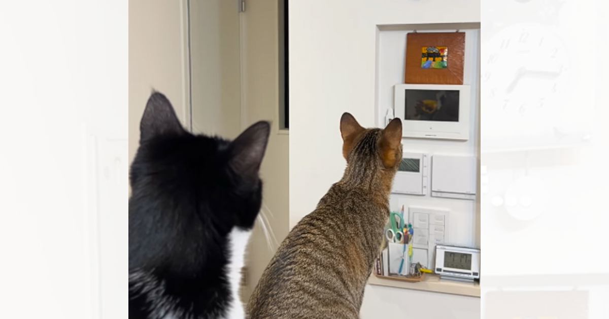 ハト時計を真剣に見つめる2匹の猫→『理由』が……あまりにも『賢すぎる行動』が47万再生「すごい」「めっちゃかわいいw」と絶賛