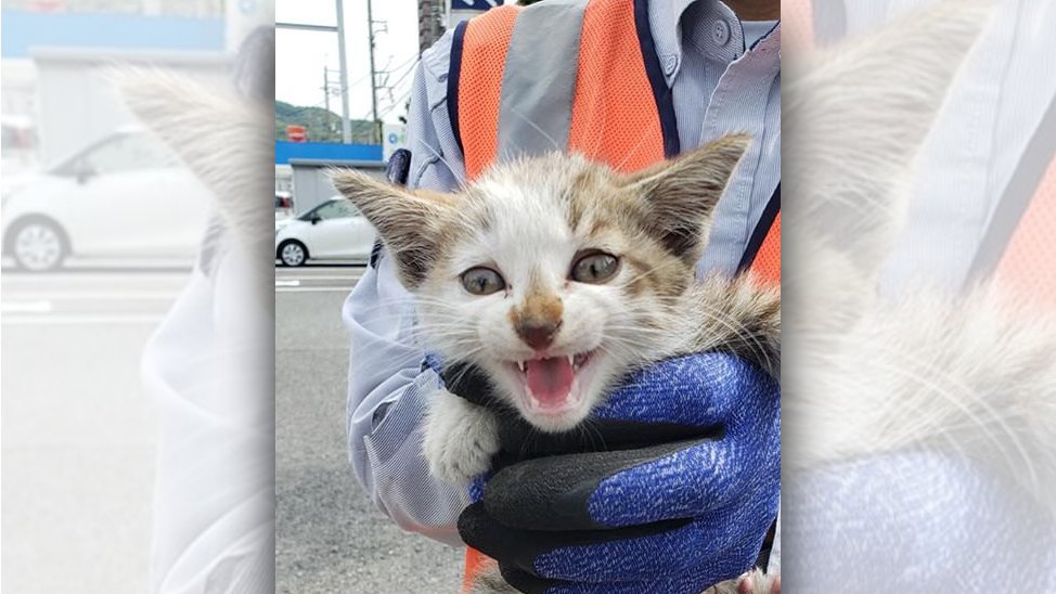 ボンネットから子猫を救助！居合わせた人達による命のリレーに感動