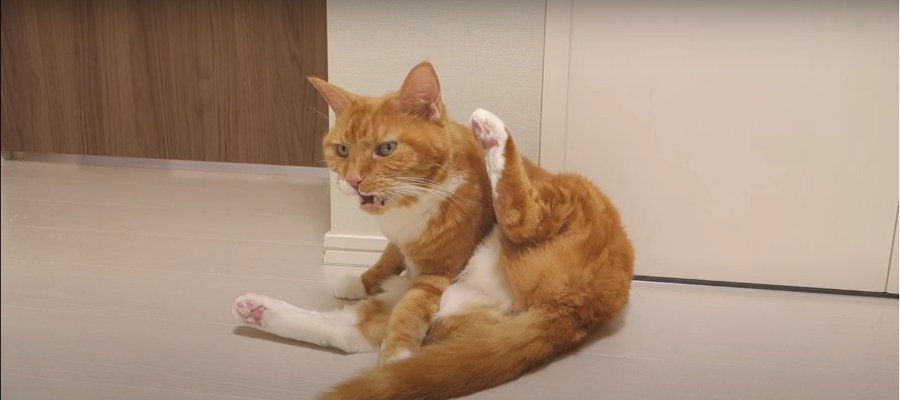 ちょっぴり長め…！？猫ちゃんのフレーメン反応