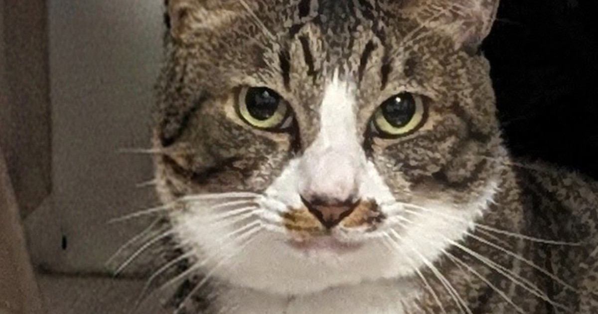 キリっとした表情でカメラを見つめる猫→『後ろ』をよく見たら…まさかの光景に2万5000いいね「見破れまい」「背後霊に見える」