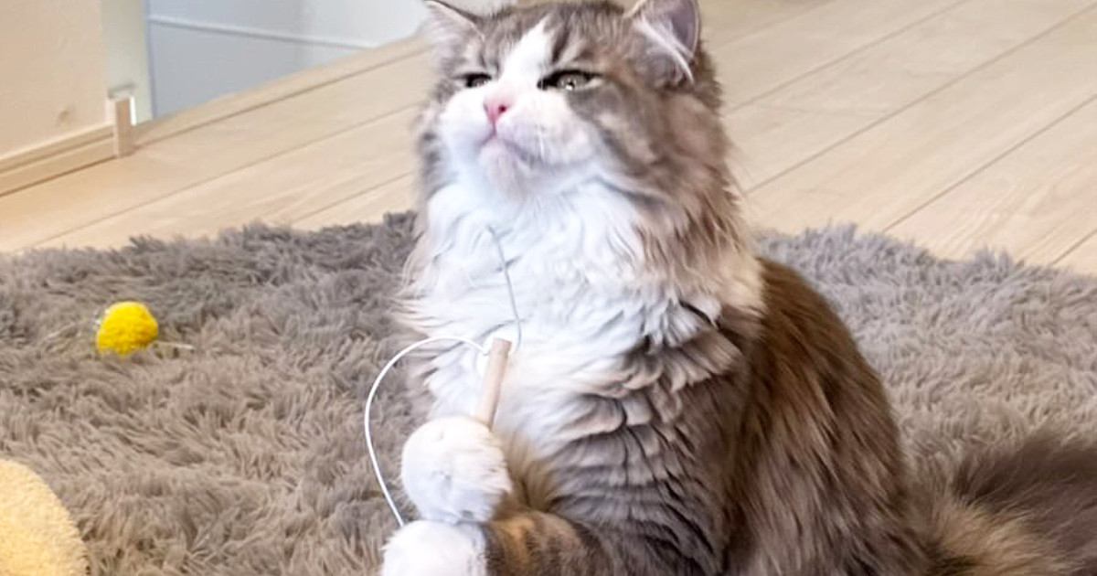 棒を持って二足立ちをしていた愛猫…まるで何かを煮込んでいるかのような『可愛すぎる瞬間』に１万いいね「ジブリ感ある」「魔法の薬作ってそう」