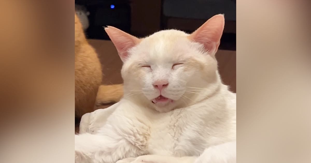 とっても幸せそうな表情で眠っていた猫→背後を見ると、同居猫が…笑ってしまう光景に反響「完全に脱力してるｗ」「なんて可愛いんだ」