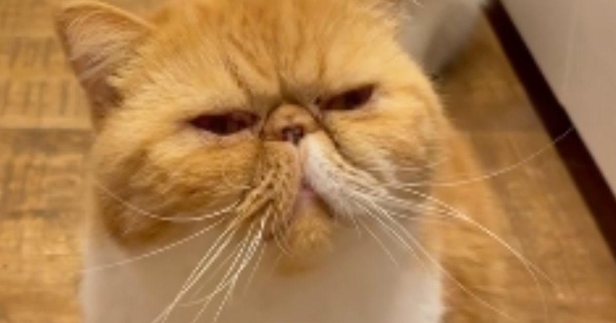 ごはんをもらうために『集まってきた猫たち』…あまりにも可愛い『待ち方』に1万いいね「礼儀正しいｗ」「癒やしをありがとう」