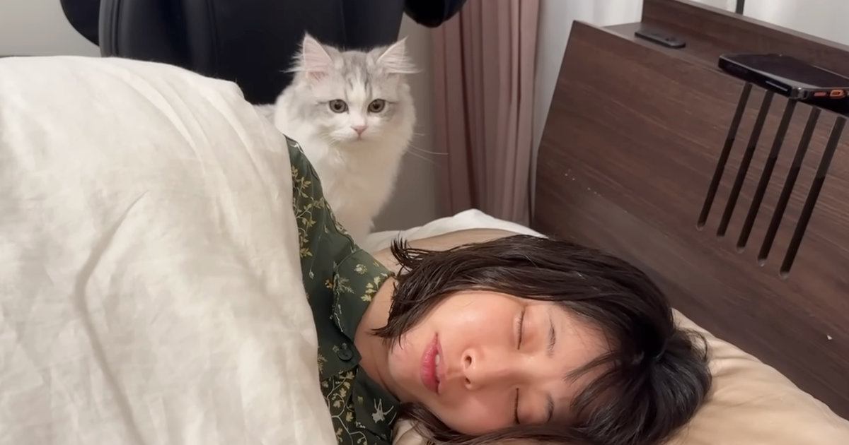 疲れて眠っているママを発見した『子猫』→布団をめくってあげると…「うらやましい！」可愛すぎる光景が14万再生「すごく癒された」「最高」