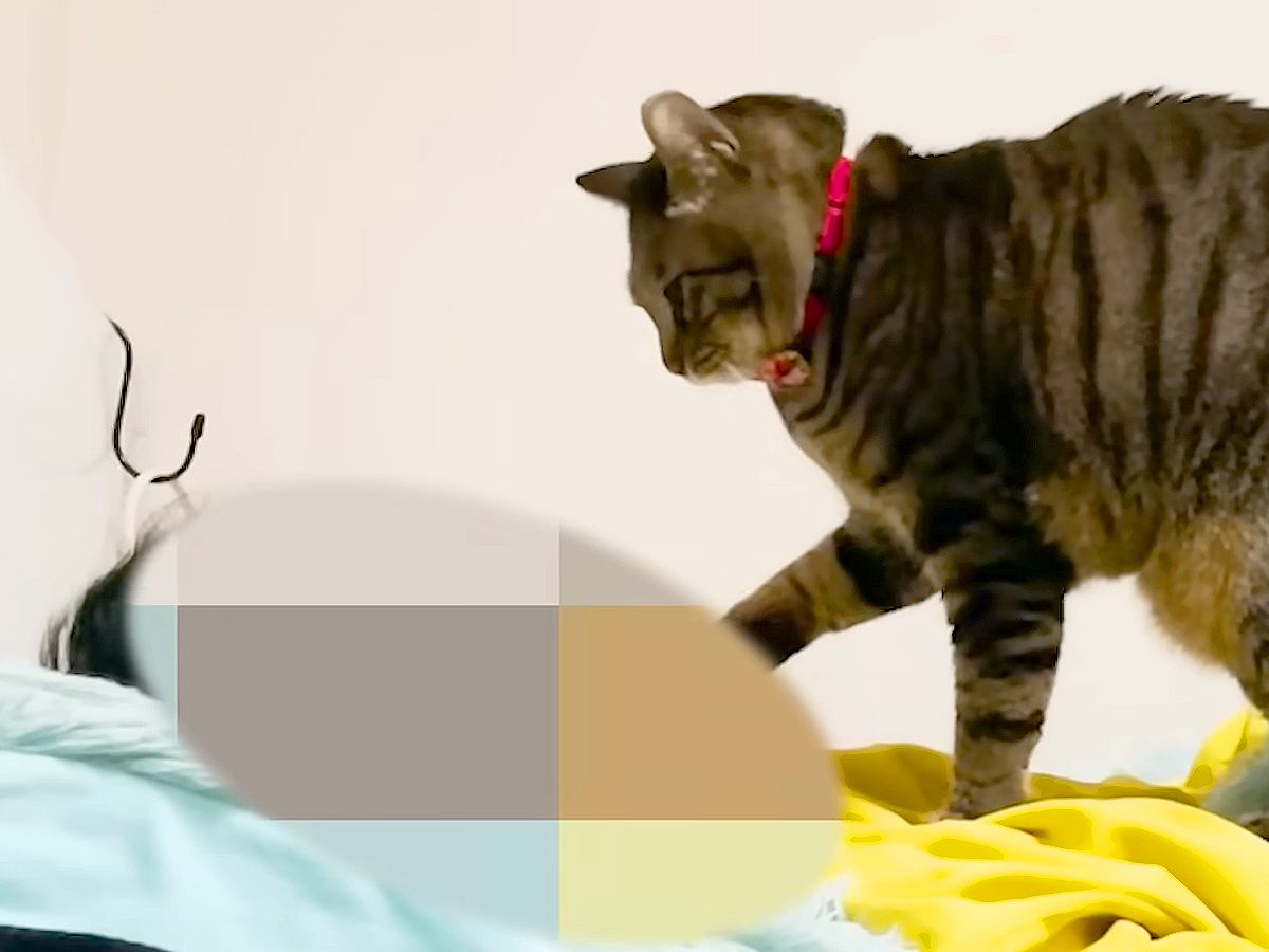 普段は“パパに甘えない”猫…早朝にだけ『ありえないほどの豹変っぷり』に胸キュン「幸せのモーニングコール」「スリスリペシペシかわいすぎ」