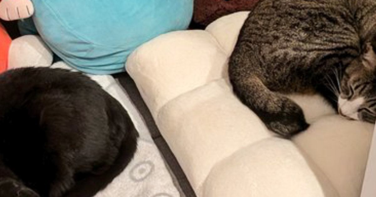 家の中に『おこもりスペース』を作った結果、猫たちが……ほっこりする光景に３万いいね「どう見ても猫の隠れ家」「居心地よさそうｗ」