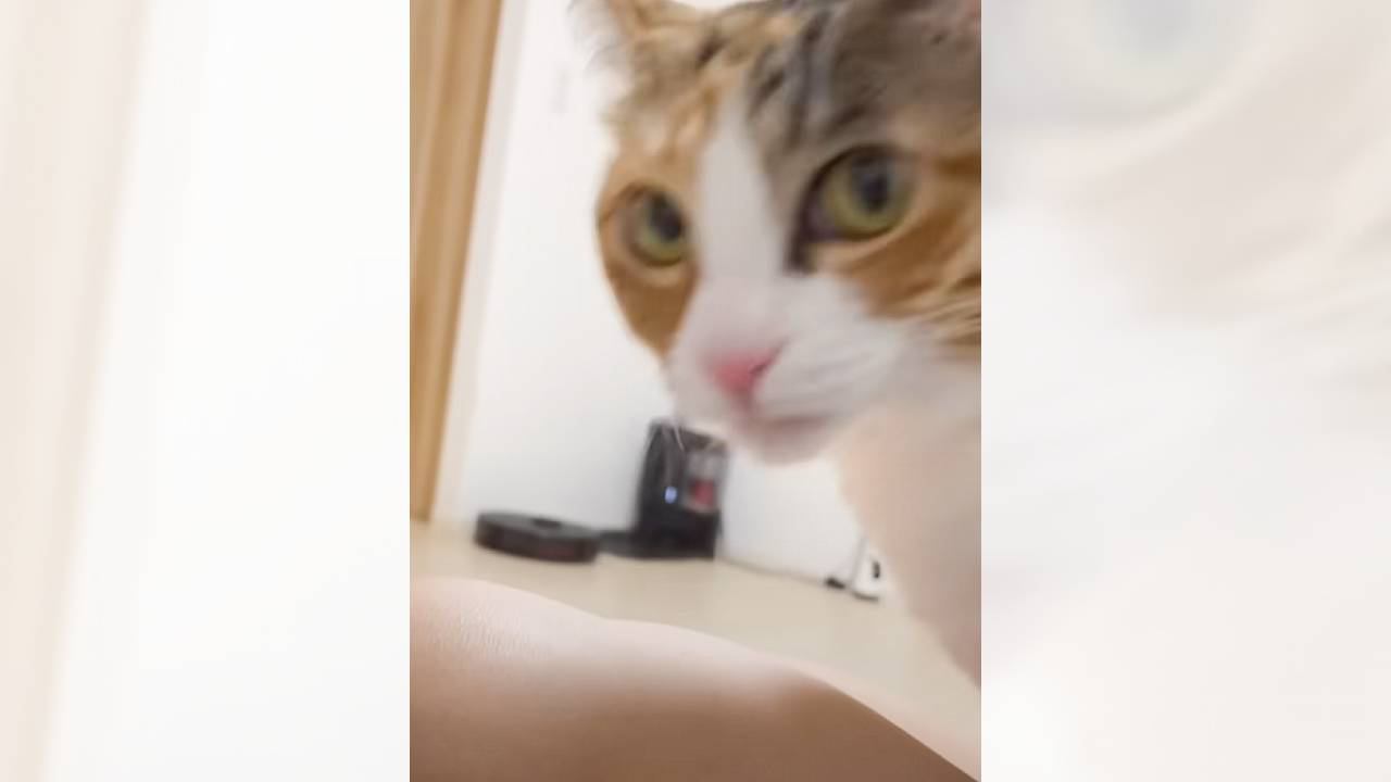 飼い主の『足のにおい』を嗅いだ猫…想像以上の『変顔』が961万再生「流れが本当に面白いｗ」「耳が後ろにいくのマジで好き」の声