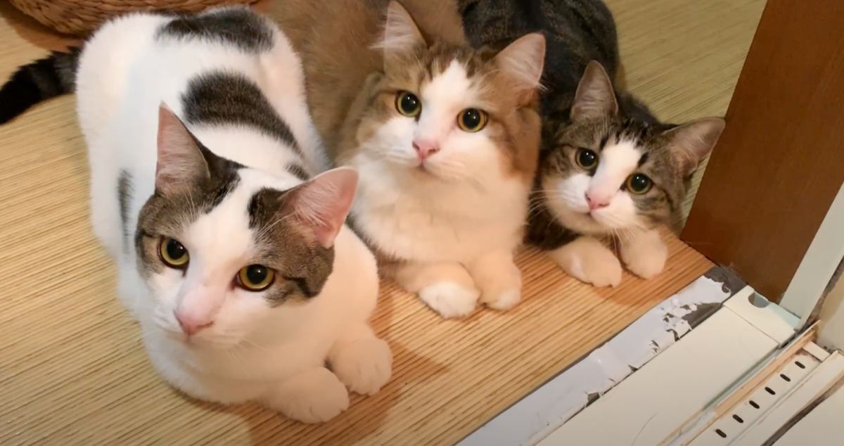 お風呂掃除をしていると、猫が集まってきて……手が止まってしまうほどの『可愛すぎる光景』が25万再生「破壊力がすごい」「ただただ癒された」
