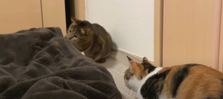 真夜中に始まる猫ちゃんたちのお布団遊び♪