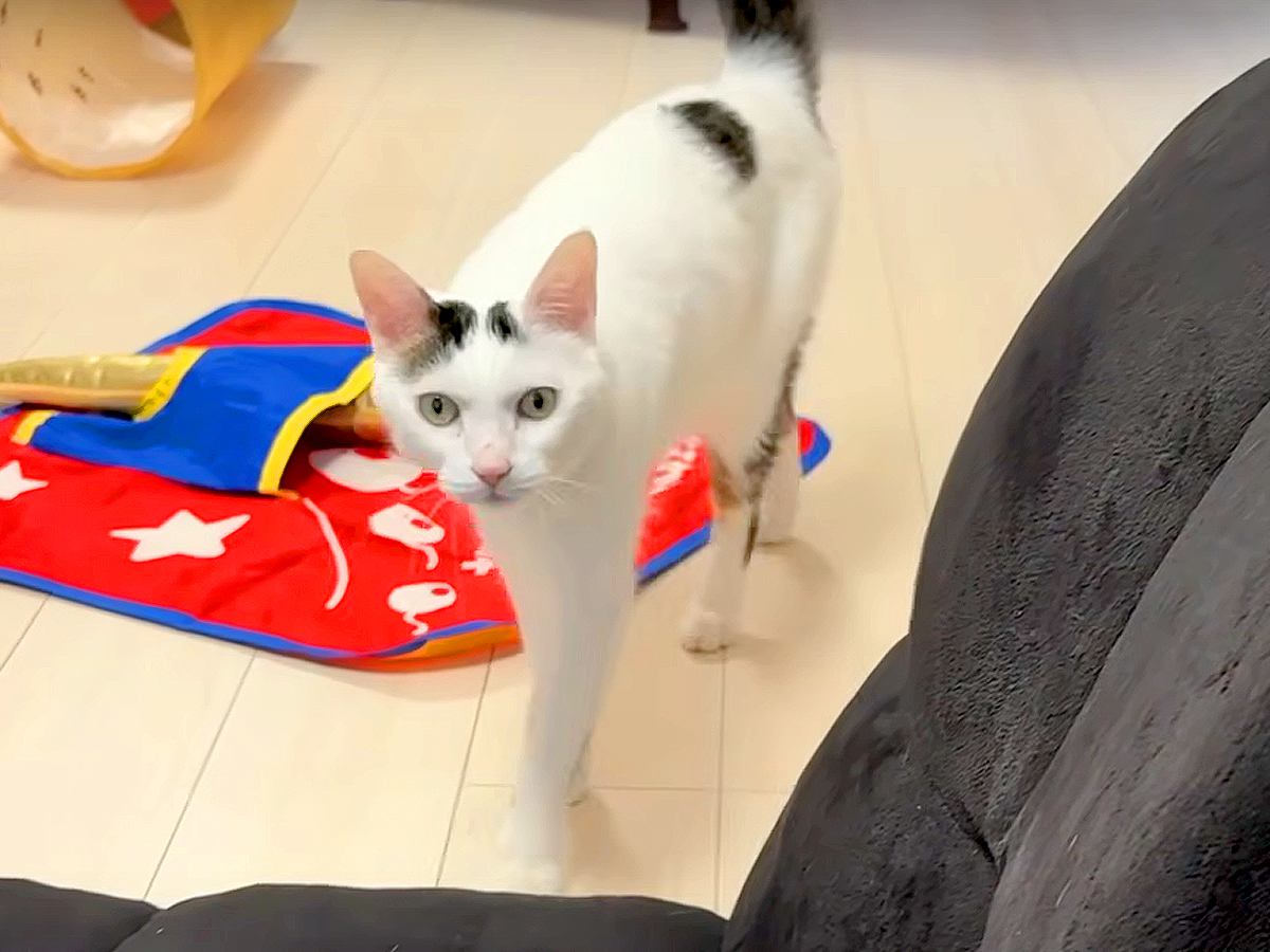 ご飯を食べた直後、猫がママの元へ→おしゃべりを始めて…！？想定外の『強すぎる主張』に「甘えん坊でかわいい」「とりあえずゴリ押し感がｗ」