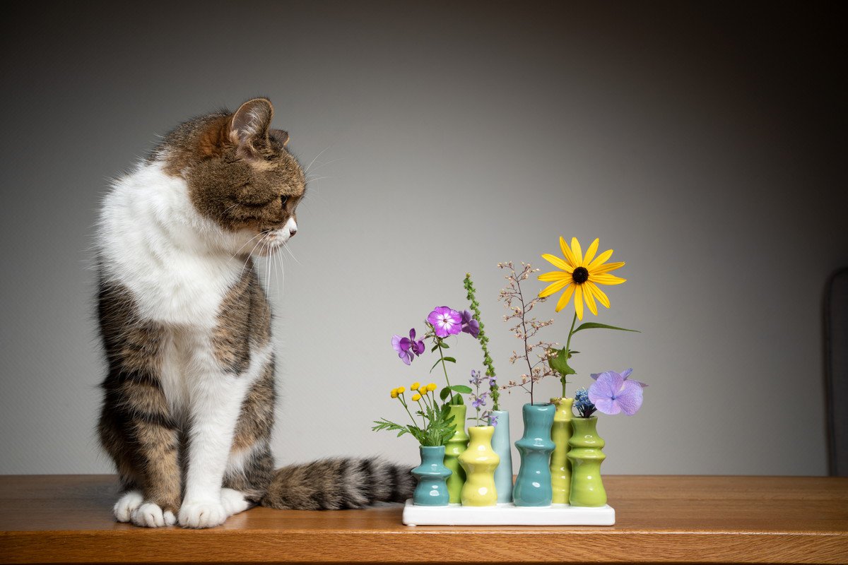 猫に絶対NGな『春の植物』8つ！理由と食べたときの危険な症状とは