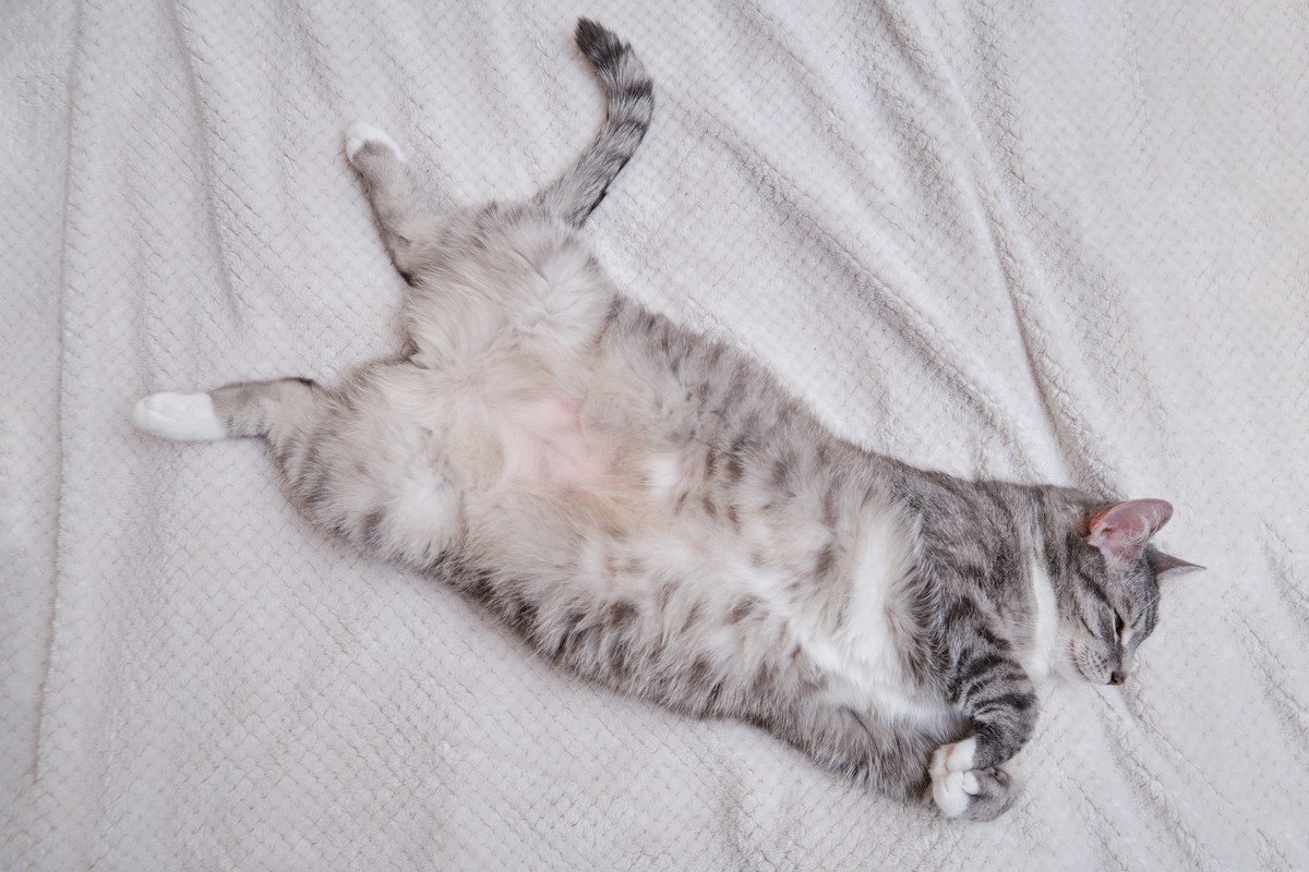 愛猫の『お腹が膨らんできた』と思ったら疑うべき6つの原因　太っているのとどう違う？