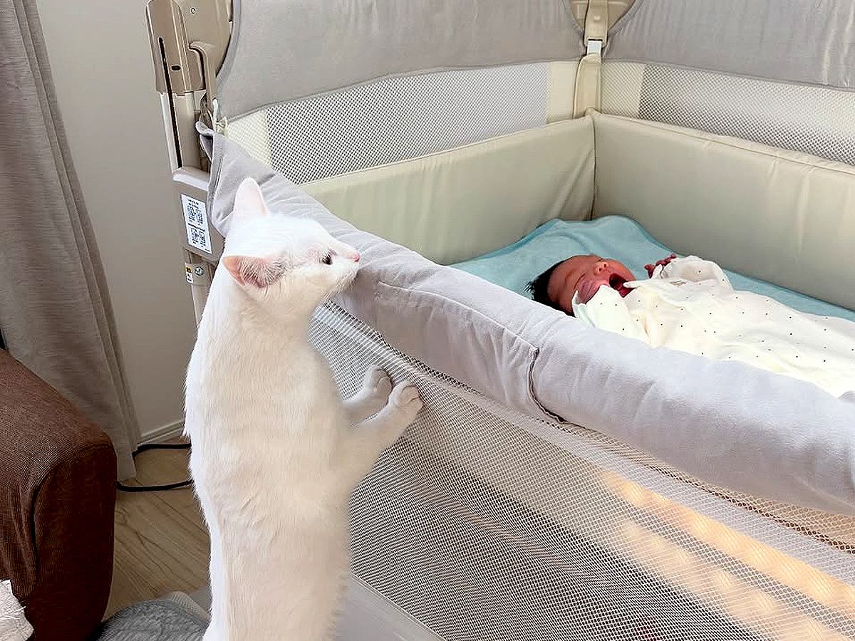 ベビーベッドで泣いている赤ちゃん→白猫が立ち上がって…あまりにも尊い『愛を感じる光景』に1万いいね「いいお姉ちゃんになる」「優しいね」