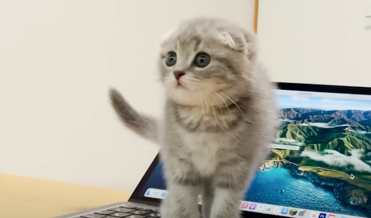 赤ちゃん猫の『かまって攻撃』で作業を中断した飼い主→再開してみると……"まさかの瞬間"が10万再生「天使すぎる」「たまらん」