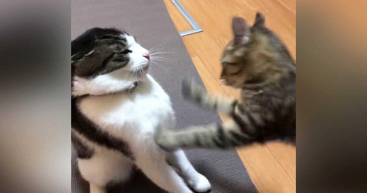 妹猫に顔面をパンチされ続ける兄猫…思わず笑ってしまう兄妹喧嘩の様子が12万再生「可愛すぎて笑った」「顔以外狙ってこないのおもろいｗ」