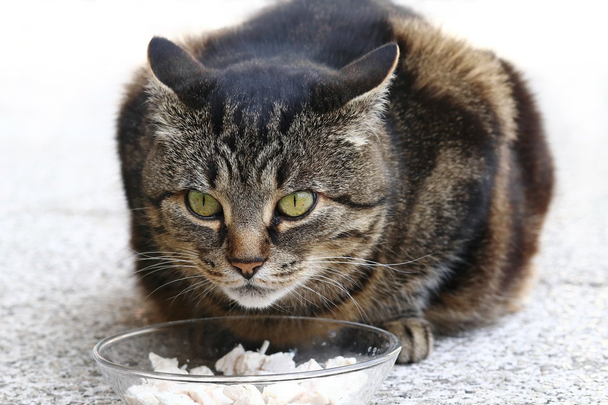 猫が『食事しているとき』の禁止行為3つ