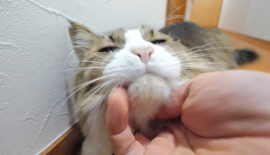 ナデナデを求めて！どこまでも追いかける猫ちゃん